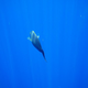 Image for article titled Review: Pentax W60 Waterproof Camera Catching Whale Sharks
